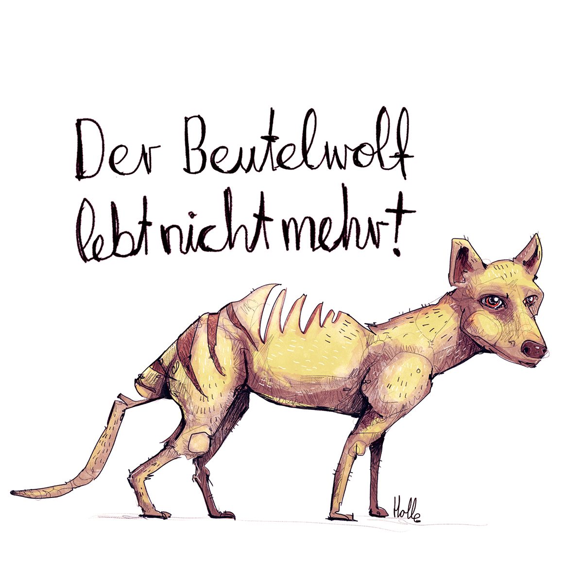Beutelwolf Tierzeichnung Editorial Illustration
