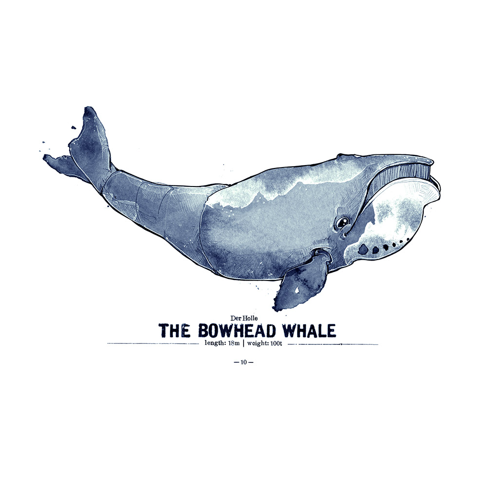 Grönlandwal Poster Spreadshirt derholle Bonn Aquarell Zeichnung