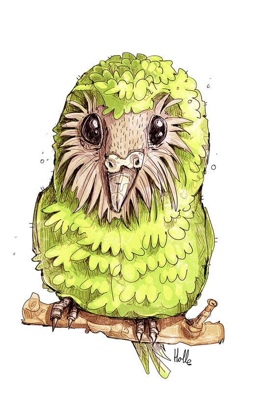 Kakapo Illustration